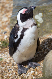 Close-up of penguin