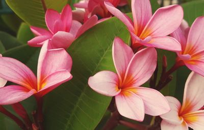 Close-up of pink flowers