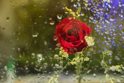 Close-up of red rose blooming outdoors