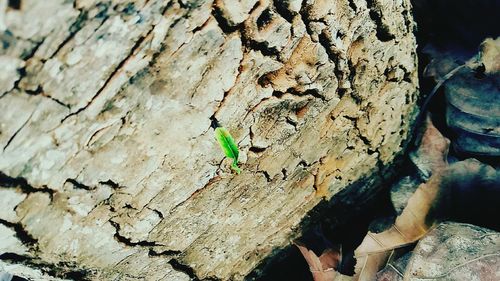 Close-up of lizard on wood