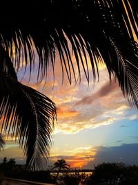 Low angle view of palm trees at sunset