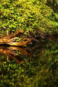 Reflection of trees in lake