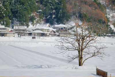 Bare trees on snow covered land