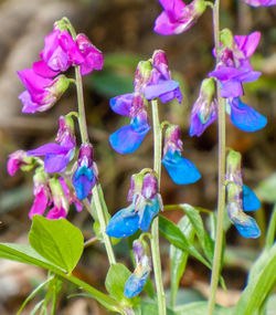 Close-up of purple flowering plants