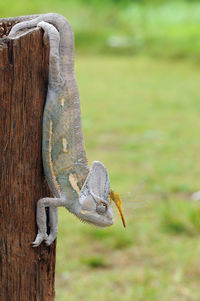 Close-up of lizard