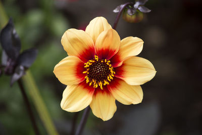 Close-up of yellow flower blooming outdoors