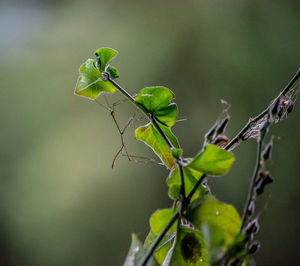 Close-up of plant growing outdoors