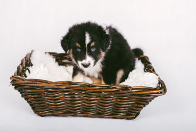 Portrait of puppy in basket against white background