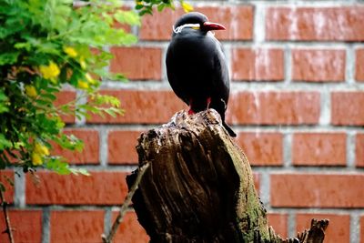 Close-up of bird perching on wall