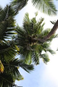 Low angle view of palm trees against sky