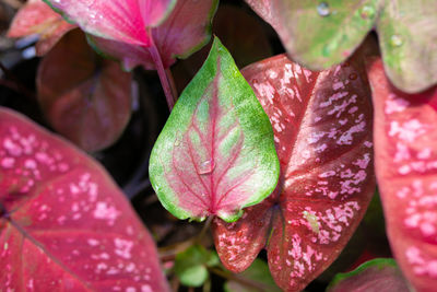 Close-up of raindrops on leaves