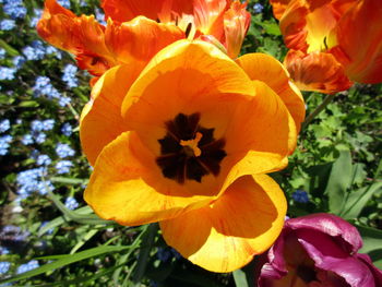 Close-up of orange flowers blooming outdoors