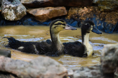 Duck swimming in lake