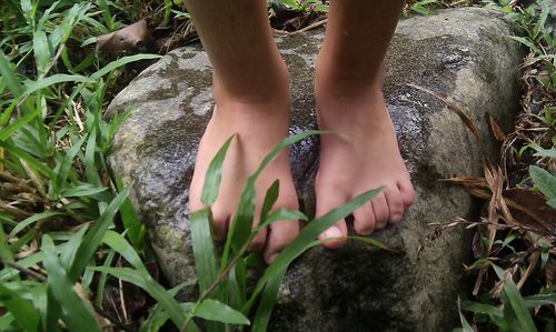 Plant growing in the background