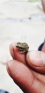 Close-up of hand holding small