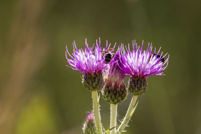 Close-up of purple thistle flower