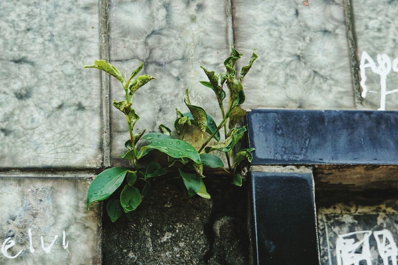 Close-up of plants growing by wall