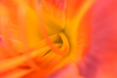 Extreme close-up of orange flower pollen