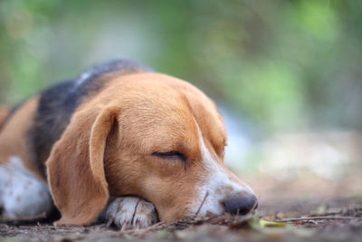 Close-up of dog looking away