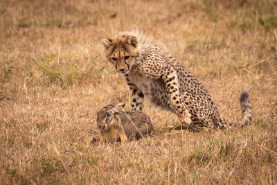 Cheetah and rabbit on field in forest
