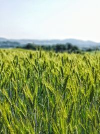 Close-up of crops growing on field against sky