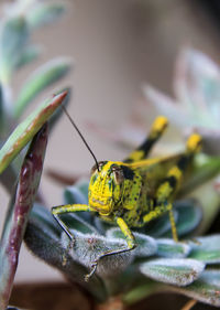 Close-up of insect on leaf