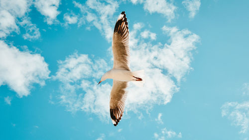 Seagull flying with wing spread against blue sky