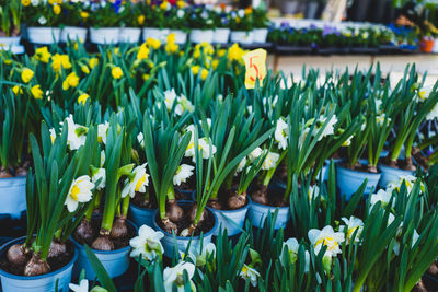 Close-up of potted flowers for sale