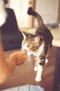 Close-up of kitten at home