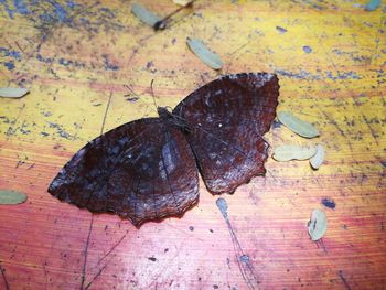 High angle view of dry leaf on table