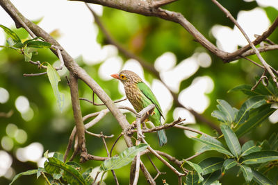 Barbet bird perched on branch isolated on nature background