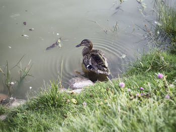 Birds in lake