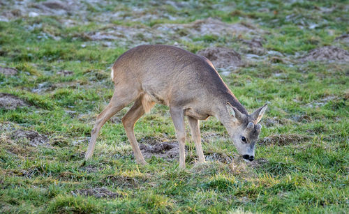 Side view of deer grazing on field