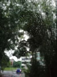 Close-up of tree against blurred background