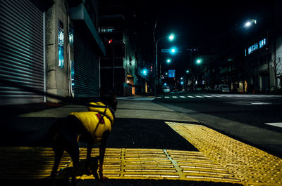 Dog on street in city at night