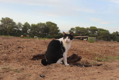 Cat in a field