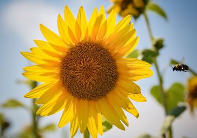 Close-up of sunflower