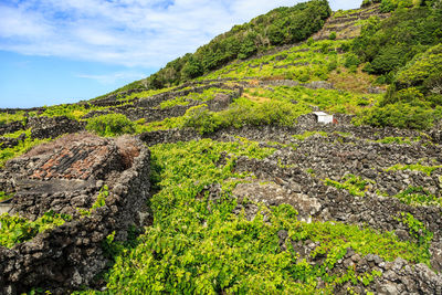  a vineyard and the surrounding basalt stone walls