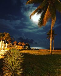 Palm trees on field by sea against sky