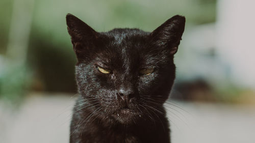 Close-up portrait of black cat