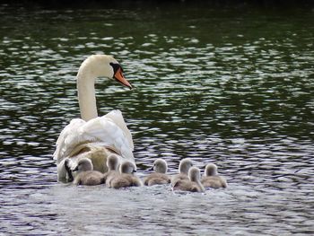 Swans in lake