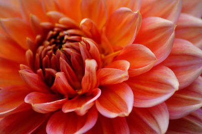 Full frame shot of red flower