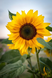 Close-up of sunflower