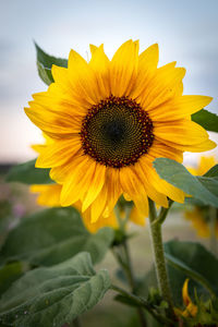Sunflower blooming on land