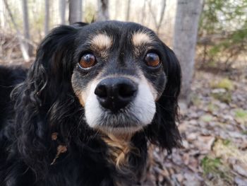 Close-up portrait of dog on field