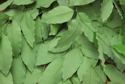 Some green leaves as a pile on the floor