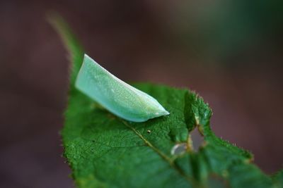 Close-up of insect on wet plant leaves