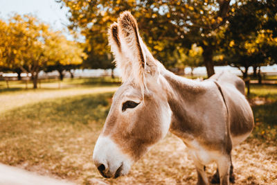 Horse in a field