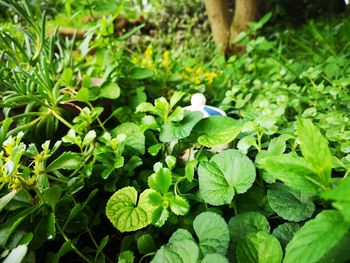 High angle view of flowering plants on field