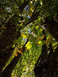 Close-up of a tree